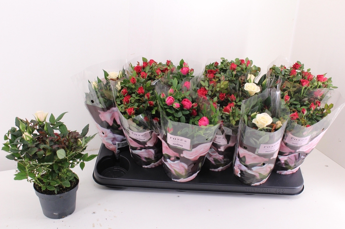 <h4>RO VICTORY GEM</h4>