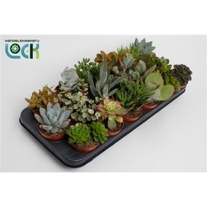 Succulenten Mix UK