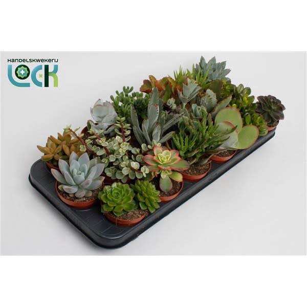 <h4>Succulenten Mix</h4>