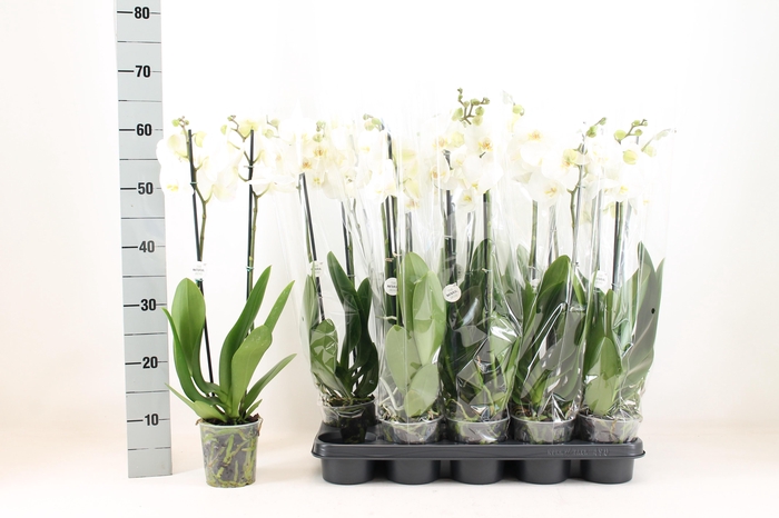 <h4>PHAL OV WIT</h4>