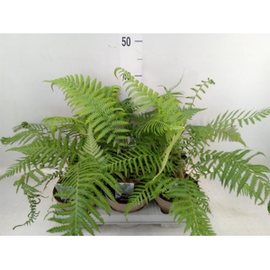 Dicksonia antarctica