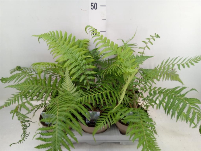 <h4>Dicksonia antarctica</h4>