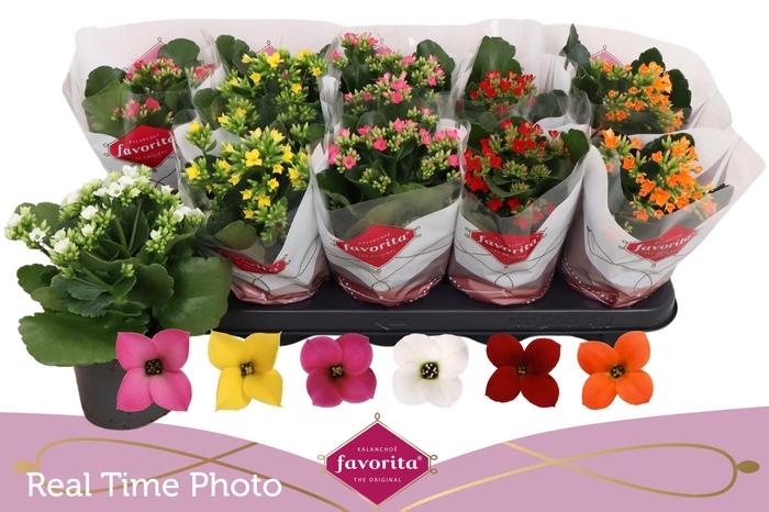 <h4>KAL EN GEM 6 KL</h4>