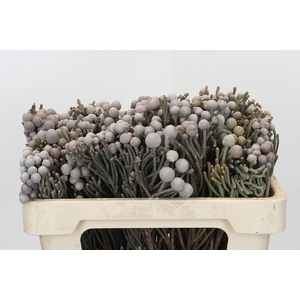 Kaaps Groen Silver Brunia