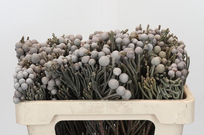 <h4>Kaaps Groen Silver Brunia</h4>