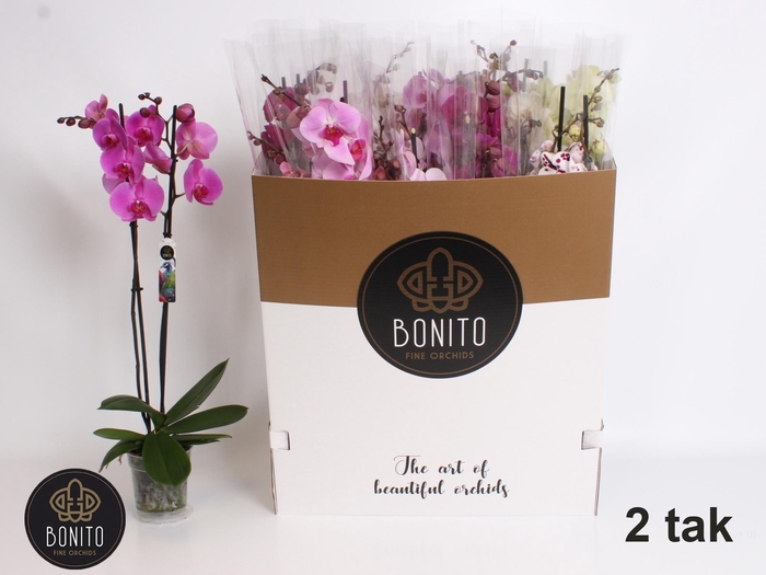 <h4>PHAL GEM 7 KL</h4>