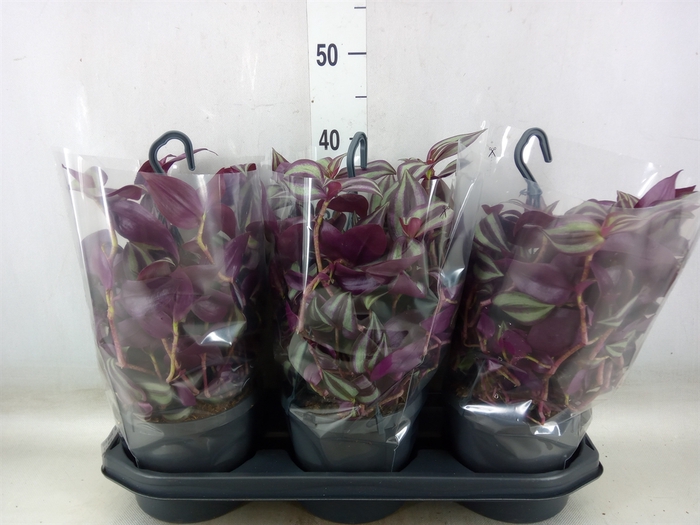 <h4>Tradescantia zebr. 'Violet Hill'</h4>