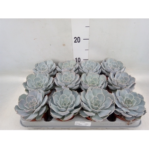 Echeveria lilacina