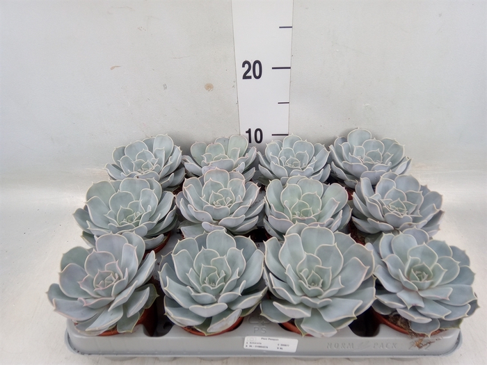 <h4>Echeveria lilacina</h4>