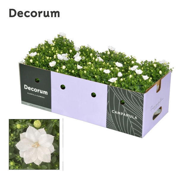 Campanula iso. Dublin White Decobox