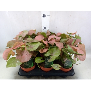 Syngonium podop.
