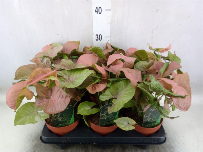 <h4>Syngonium podop.</h4>