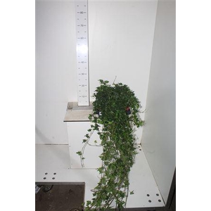 Hed He Shamrock 80cm Rank