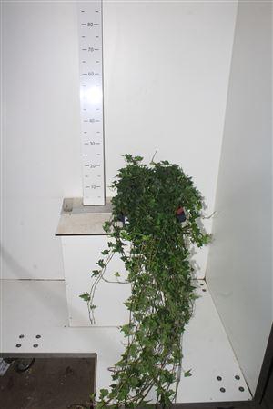 Hed He Shamrock 80cm Rank