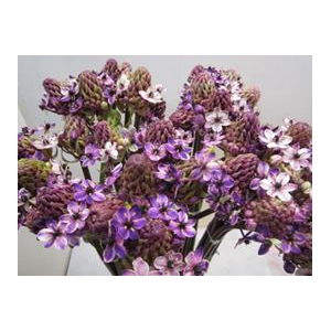 ORNIT SAUNDERSIAE MILKA