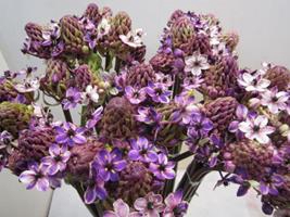 <h4>ORNIT SAUNDERSIAE MILKA</h4>