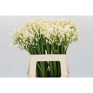 Agapanthus EYFORI White
