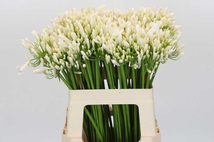 Agapanthus EYFORI White