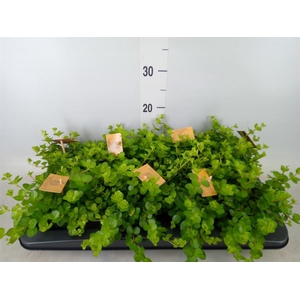 Peperomia rotundifolia