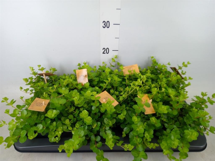 <h4>Peperomia rotundifolia</h4>