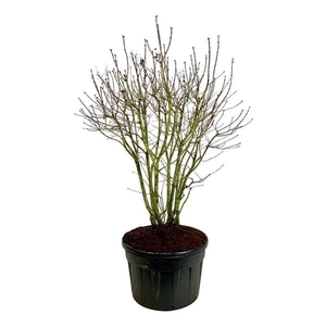 Syringa v. 'Michel Buchner'