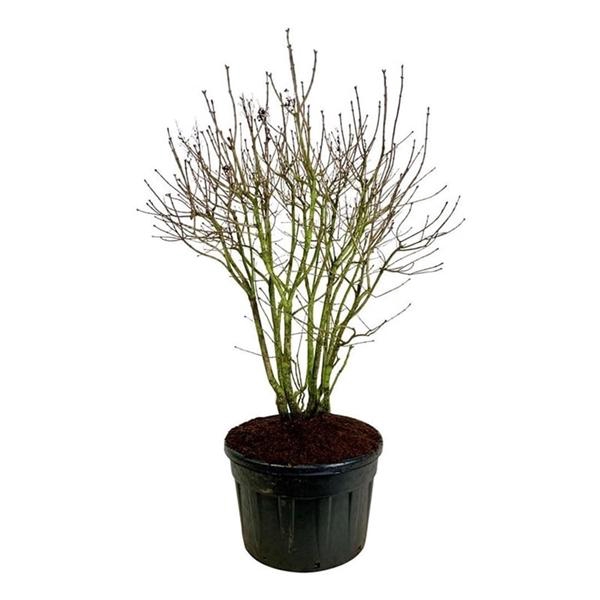 <h4>Syringa v. 'Michel Buchner'</h4>