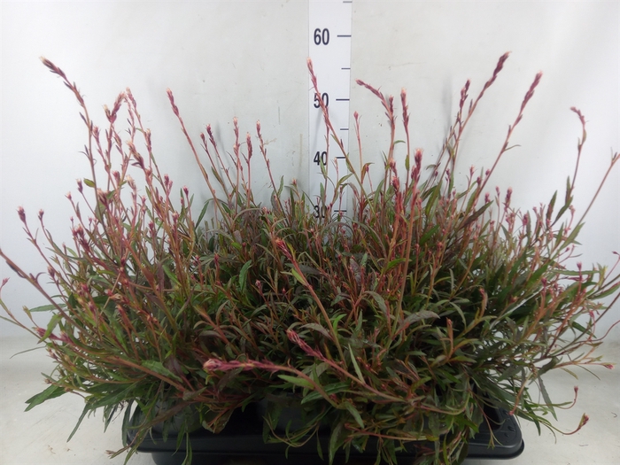 <h4>Gaura lindheimeri   ...</h4>