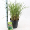 Miscanthus Red Chief