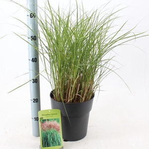 Miscanthus Red Chief