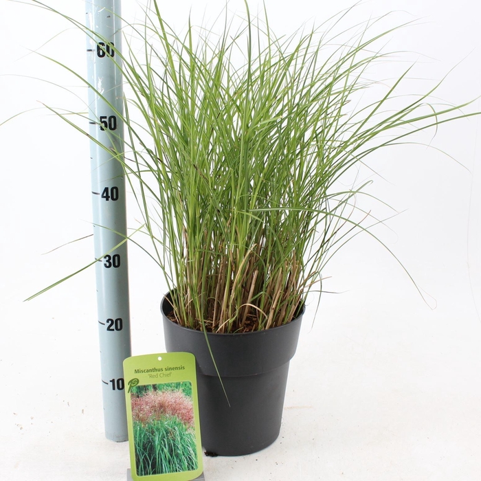 Miscanthus Red Chief