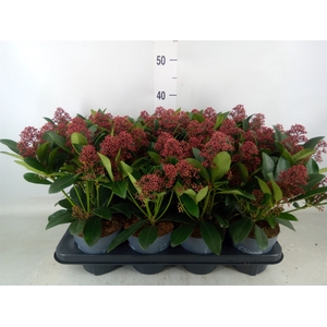 Skimmia jap. 'Rubella'