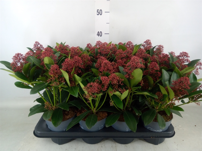 <h4>Skimmia jap. 'Rubella'</h4>