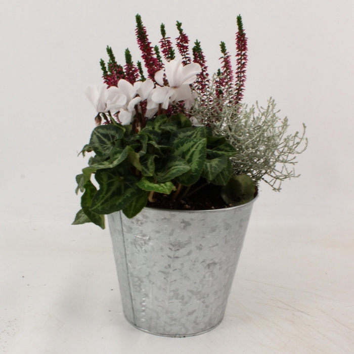 <h4>ARR TUINPLANTEN</h4>