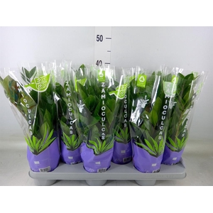 Zamioculcas zamiifolia