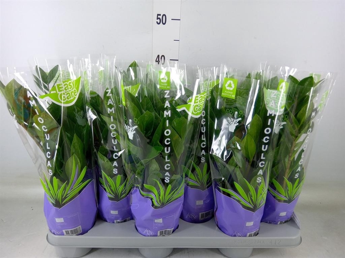 <h4>Zamioculcas zamiifolia</h4>