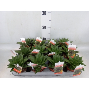 Gasteria