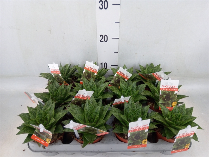 <h4>Gasteria</h4>