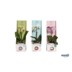 Valencia Mix Tiny Dolls Mix 1T7+ aqu@ in Tiny Box Pastel Mix