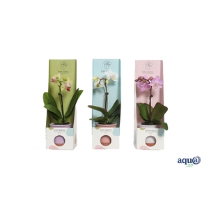 Valencia Mix Tiny Dolls Mix 1T7+ aqu@ in Tiny Box Pastel Mix