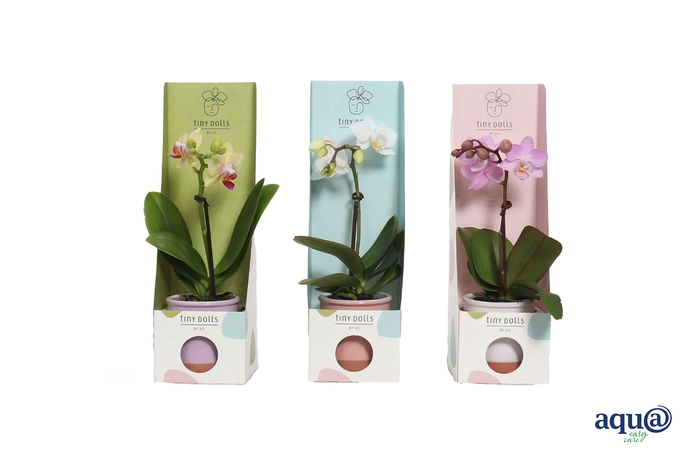 <h4>Valencia Mix Tiny Dolls Mix 1T7+ aqu@ in Tiny Box Pastel Mix</h4>