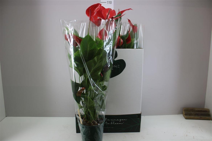 <h4>Anth An Melodia Ibis Xl</h4>