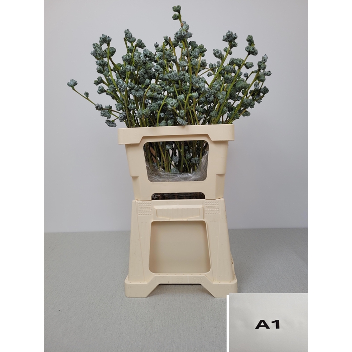 <h4>EUC GLOBULUS PB</h4>