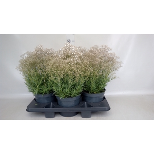 Gypsophila panic. 'Summer Sparkles'