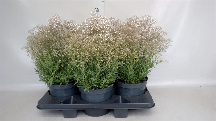 <h4>Gypsophila panic. 'Summer Sparkles'</h4>