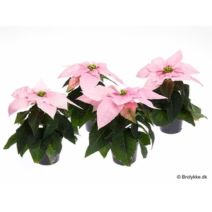 EUPHORBIA PULCHERRIMA  MINI p6 light pink princ