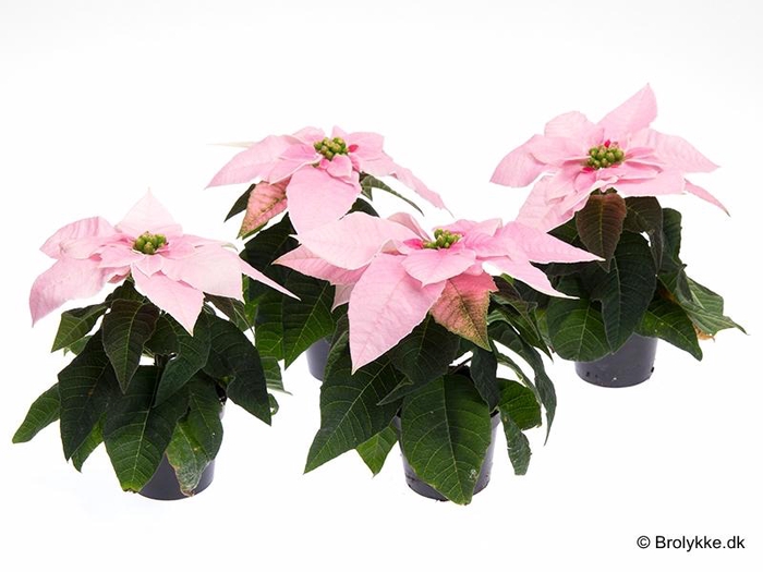 <h4>EUPHORBIA PULCHERRIMA  MINI p6 light pink princ</h4>