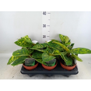 Homalomena wal. 'Camouflage'