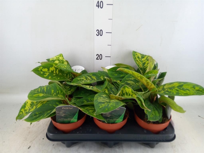 <h4>Homalomena wal. 'Camouflage'</h4>