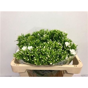 Phlox P Whitecap