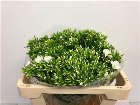 Phlox P Whitecap